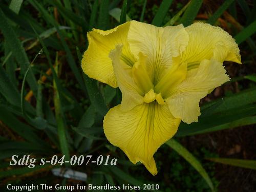 Sdlg s-04-007-01a 